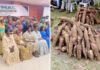 Filière manioc : des acteurs se créent une Organisation Interprofessionnelle pour la conquête du marché