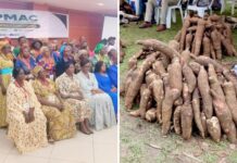 Filière manioc : des acteurs se créent une Organisation Interprofessionnelle pour la conquête du marché