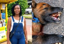 Edéa : cinq chiens tuent une femme de ménage, le drame met la responsabilité des propriétaires face à la justice