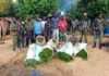 Yokadouma : six personnes interpellées et 7 sacs de cannabis saisis dans une plantation clandestine