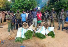 Yokadouma : six personnes interpellées et 7 sacs de cannabis saisis dans une plantation clandestine