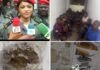 Grand Banditisme : 13 suspects interpellés, 46 motos et un arsenal d’objets saisis